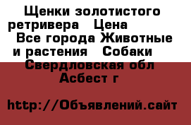 Щенки золотистого ретривера › Цена ­ 15 000 - Все города Животные и растения » Собаки   . Свердловская обл.,Асбест г.